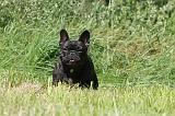 BOULEDOGUE FRANCAIS 084